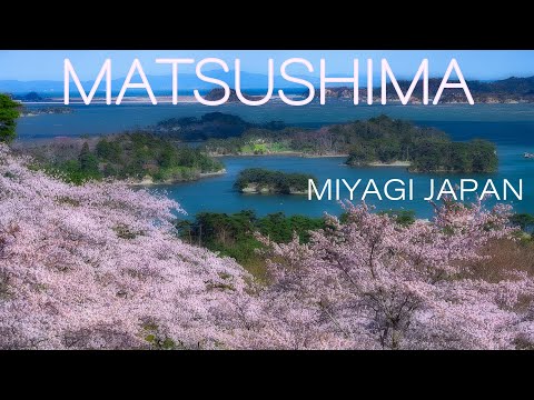 日本三景松島の桜名所 Japan 4K Matsushima Cherry blossoms &amp; Panoramic ocean view 西行戻しの松公園 東北の観光名所