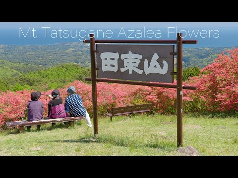 南三陸の風景 田束山のツツジ 4K Azalea Flower Mountain | Minami-sanriku Mt. Tatsugane | Japan Nature 4K 躑躅 絶景