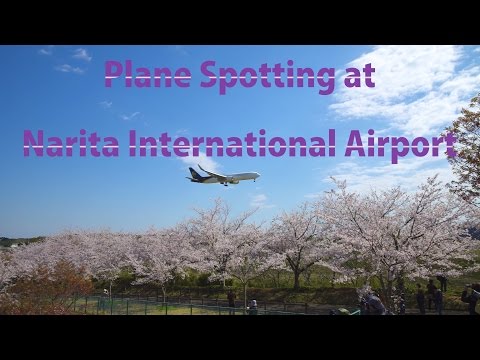 4K 成田国際空港 さくらの山公園 Cherry Blossoms &amp; Plane Spotting | Japan Tokyo Narita Int&#039;l Airport 飛行機離着陸動画 風景映像