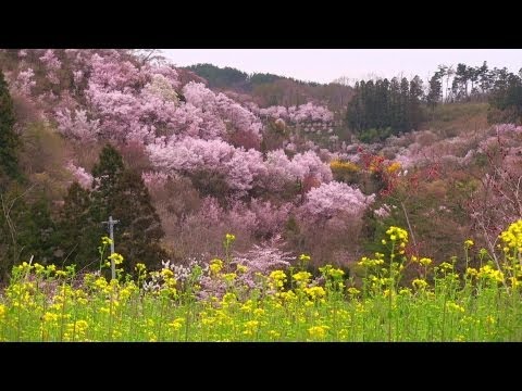 花見山公園の絶景 Japanese most beautiful Flowers Mountain | Hanamiyama Park in Fukushima 福島の桃源郷 東北の風景 観光名所