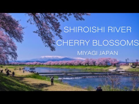 白石川堤一目千本桜 4K Tohoku Japan 宮城の桜名所 Cherry Blossoms view of Hitome-Senbon-sakura 東北の春の風景