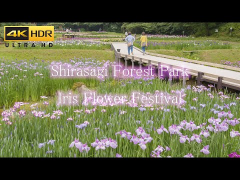 4K HDR 花菖蒲まつり | Niigata Japan Iris Flower Festival | しらさぎ森林公園の風景 花の名所 Shirasagi Folest Park