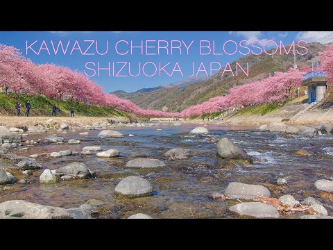 河津桜まつり Japan Sakura 6K | Kawazu Cherry Blossoms | Landscape of Shizuoka 静岡伊豆の早咲き桜が咲く風景
