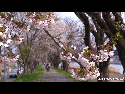 気仙沼大川 最期の桜 Japan Last cherry blossoms Bloom of Kesennuma Okawa Tsunami reconstruction 東日本大震災復興