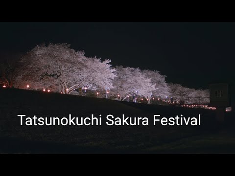 辰ノ口さくら祭り Ibaraki Japan 5K Cherry blossoms&amp;sakura light up in Tatsunokuchi 夜桜ライトアップ 茨城春の風景