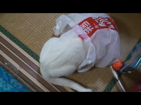 ビニール袋が大好きな白猫がかわいい Cat like vinyl bag