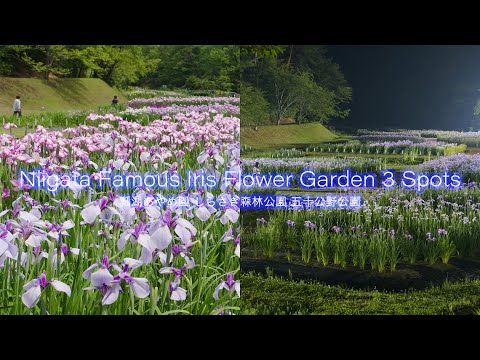 新潟 花の名所 あやめ園3選 4K Niigata Japan Best 3 Beautiful Iris Flower Gaden 日本四大あやめ園 しばた・瓢湖・しらさぎ森林公園