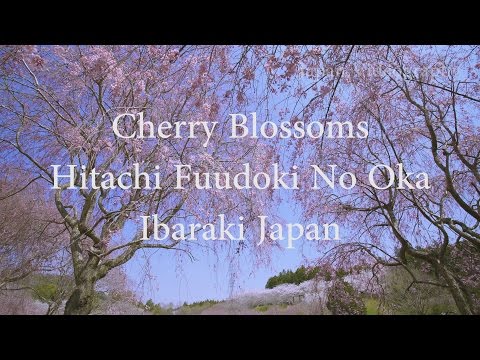 常陸風土記の丘 シダレザクラ Japan Sakura 4K weeping cherry blossoms in Hitachi Fudoki no oka | 茨城 春の風景 桜名所