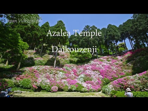 4K 九州つつじ寺 Fukuoka Japan Beauty of Azalea temple | Daikouzen-ji 大興善寺契園の花風景 春の福岡旅行 kyushu travel