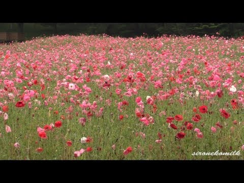 みちのく湖畔公園 ポピーまつり Michinoku Park Poppy Flower Festival | Miyagi Japan Travel 宮城の花風景 観光名所