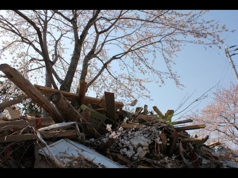 東日本大震災津波 瓦礫に咲く美しい桜 Cherry blossoms bloom after the Japan Tohoku Earthquake &amp; Tsunami 仙台市蒲生地区の風景