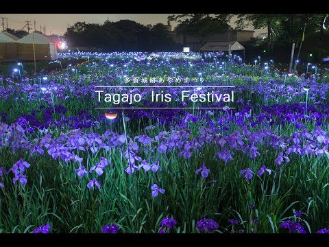 4K 多賀城跡あやめまつり Miyagi Japan Iris Flower Festival 宮城花の名所 ライトアップ Tagajō Castle ruins 東北観光