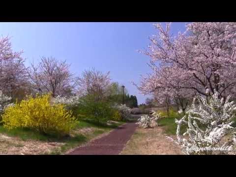 平筒沼ふれあい公園の桜 Miyagi Japan Cherry Blossoms, Landscape of Byodou Swamp 東北の花の名所 宮城観光 일본 벚꽃 日本櫻花
