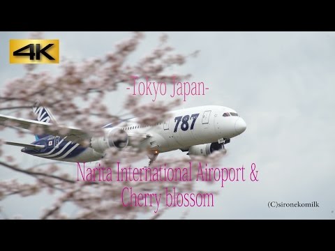 飛行機離着陸と桜 Cherry Blossoms &amp; Plane Spotting at Tokyo Narita Int&#039;l Airport 成田国際空港 さくらの山公園 Japan 4K