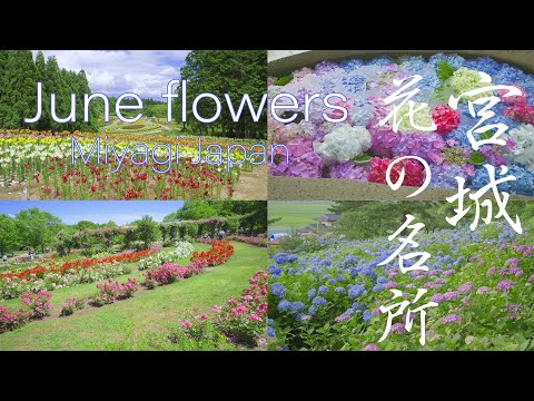 宮城花の名所 Miyagi Japan 6K Early Summer flowers viewing spots 初夏の風景 百合 あやめ あじさいが咲く6月の観光地