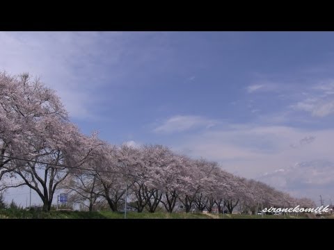 松島高城川の桜並木 Japan Row of cherry blossom trees, Matsushima Takagi River 宮城観光 花の名所 日本三景の風景