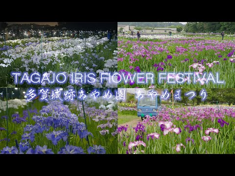 多賀城跡あやめまつり Japan 6K Iris Flower Garden in Tagajō Castle ruins 宮城花の名所 光のインスタレーション あやめ園ライトアップ