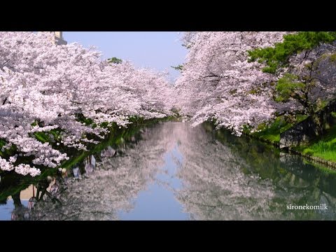 弘前公園 日本三大桜名所 4K Japan Most Beautiful Cherry blossoms | Hirosaki Park 東北の絶景 Sakura Landscape UHD