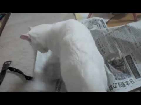 猫砂飛び散るw 猫用トイレの掃除を手伝っているつもりの白猫 Cat helping clean the cat litter box
