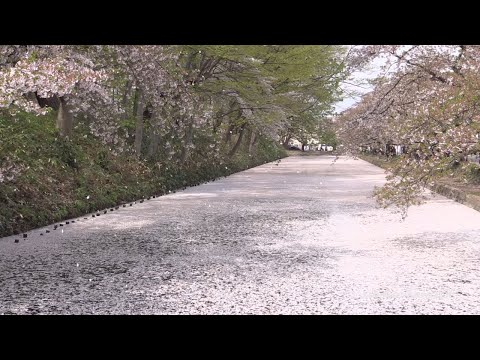 弘前公園 桜吹雪と花筏 Japan Hirosaki Park Cherry Blossoms, Sakura Flower raft 日本一の桜名所 弘前城 青森観光 Aomori Travel