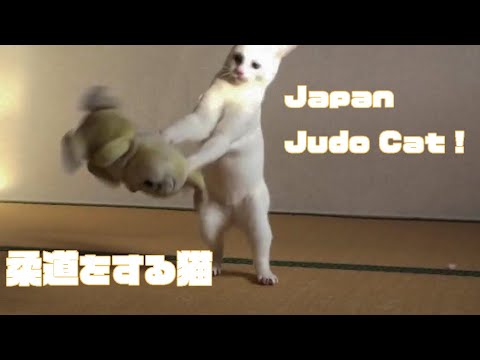 面白くて可愛い！柔道をする白猫 Funny Judo cat in Japan!!