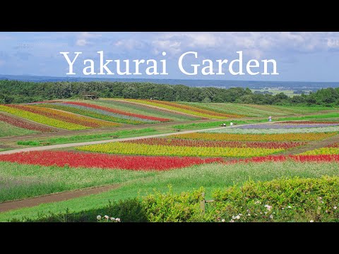 虹色の花名所 やくらいガーデン Japan 5K Beautiful Rainbow Flower Field in Yakurai Garden 宮城初秋の絶景 カラフルな花で彩る庭園