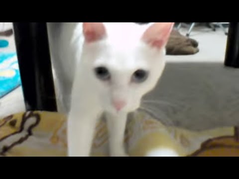 【ペットとの日常】帰宅したらいつまでもついてくる甘えん坊な白猫が可愛い！Cute White cat that walks behind me