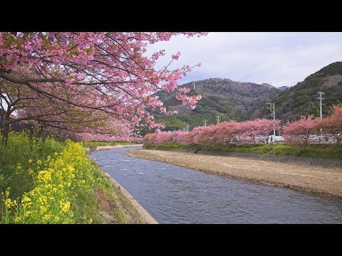 8K 河津桜まつり Shizuoka Japan | Kawazu Sakura Cherry Blossoms 早咲き桜が咲く日本の風景 静岡旅行