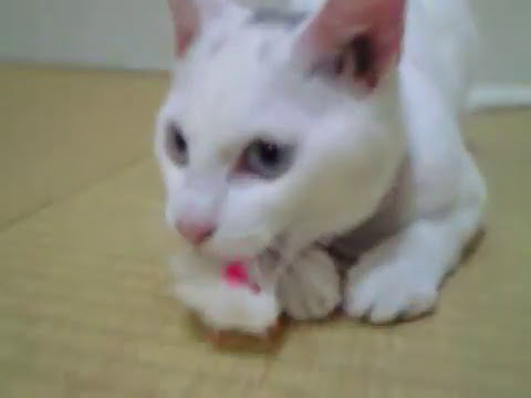 おもちゃで遊ぶ超かわいい真っ白な子猫 This is my precious white cat when I was a kitten when I came to my house.