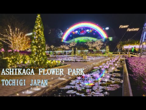 あしかがフラワーパーク 日本三大イルミネーション 5K Japan&#039;s most beautiful Christmas lights in Ashikaga flower park 光の花の庭