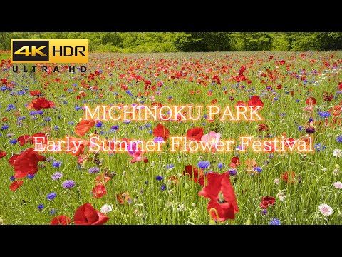 4K HDR | Summer Flowers Festa | Michinoku Park (Miyagi Japan) | みちのく杜の湖畔公園 初夏の花フェスタ ポピーまつり 宮城観光 HLG