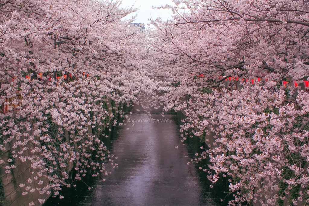 東京都の桜名所 目黒川の桜並木