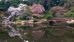 東京都の観光名所 新宿御苑の日本庭園と桜