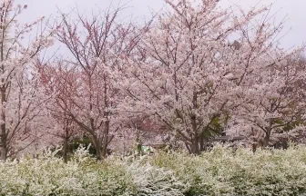 レーガン元大統領夫人が植樹したレーガン桜が見れる舎人公園の桜