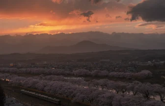 アーティスティックな白石川堤一目千本桜