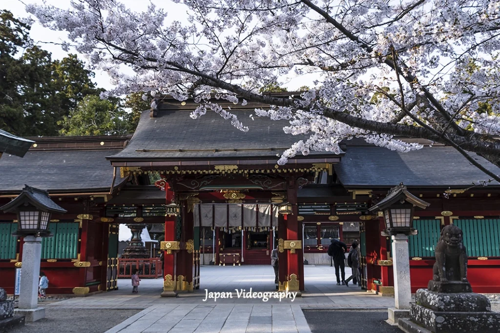 塩釜神社の桜 モダン01