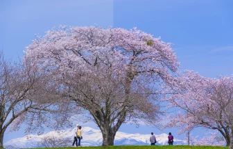 長沼フートピア公園の桜