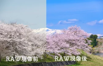 Nikon D7500長沼フートピア公園の桜