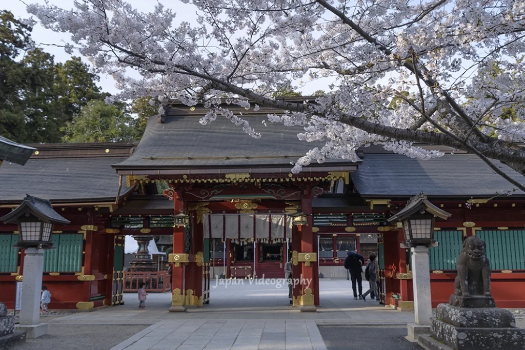 塩釜神社と桜 カメラ 人物