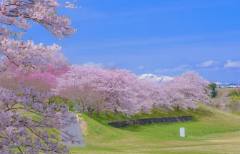 Adobe Lightroom 桜のレタッチ完成写真