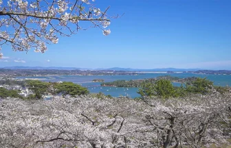 日本三景松島の桜名所 西行戻しの松公園