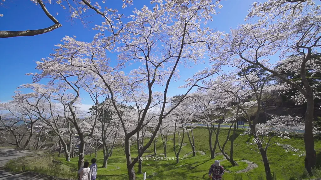 宮城県のお花見スポット 西行戻しの松公園