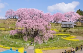 樹齢1000年の枝垂桜が美しい！国の天然記念物、三春滝桜！｜福島県三春町