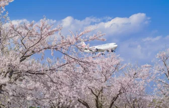 千葉県成田市 さくらの山公園の桜と飛行機