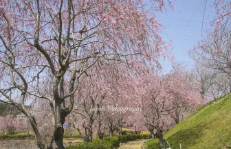 茨城県石岡市の枝垂れ桜の名所 常陸風土記の丘