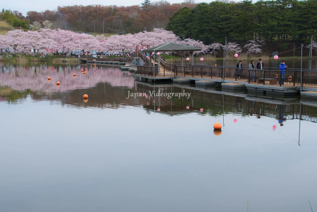 宮城県 平筒沼の桜と桟橋