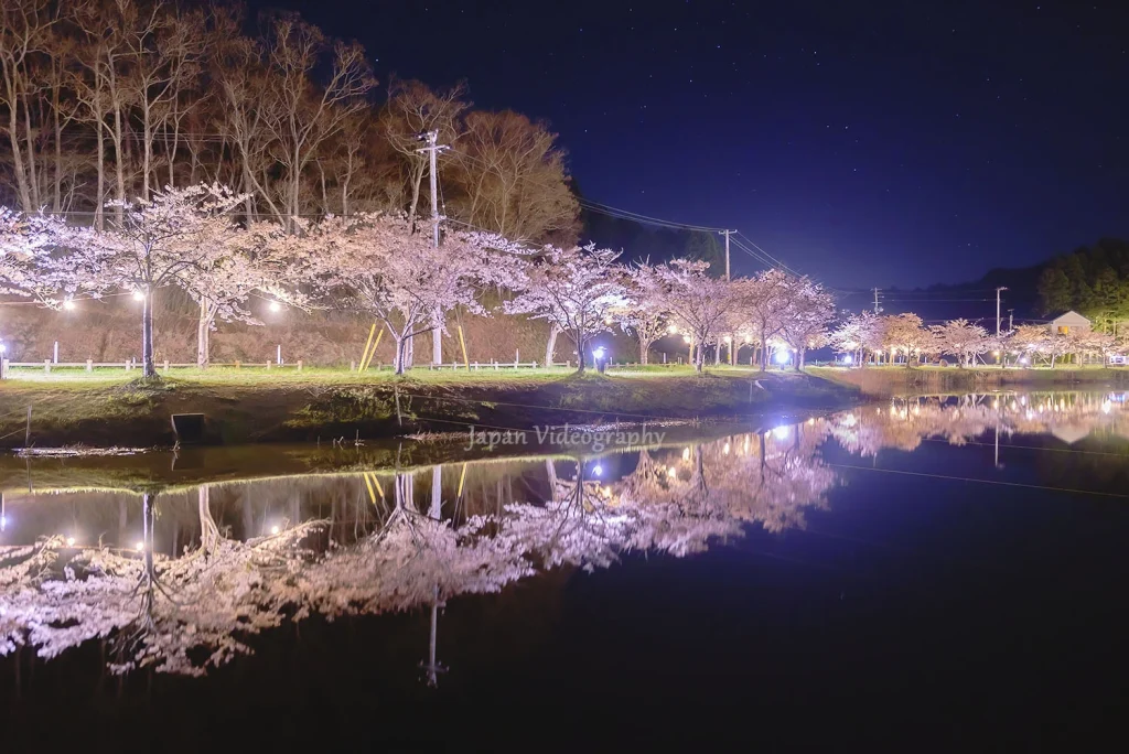 平筒沼の夜桜ライトアップ 幻想的で美しい風景