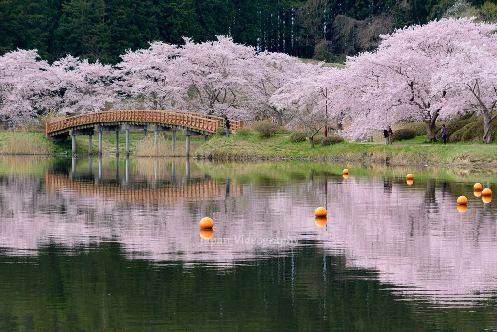 宮城県 平筒沼の桜と桟橋