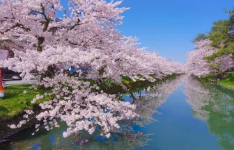 絶景の桜名所！弘前公園の桜