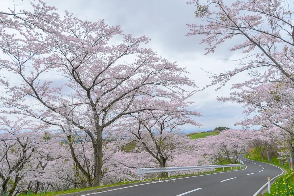 宮城県のお花見スポット 加護坊山の千本桜